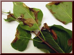 Lilac Bacterial Blight