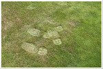 foot prints indicating dry turf