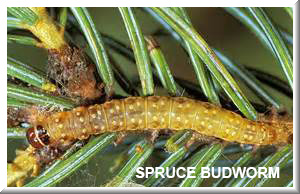 Spruce Budworm 2