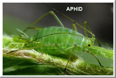 aphid 3