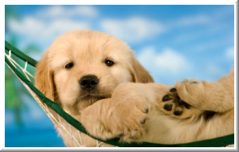 blog_dogdays 2 blog_dogdays 2