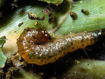 Sod-webworm