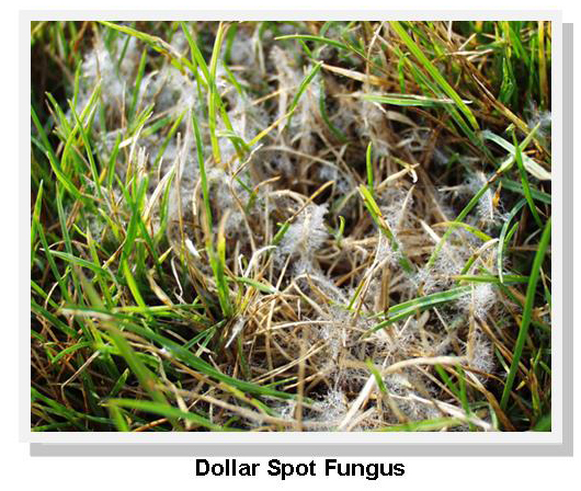 Dollar spot fungus