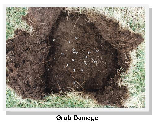 Grub Damage