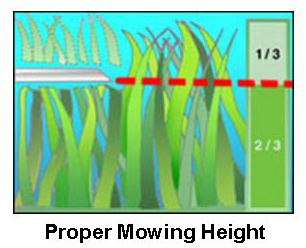 Proper mowing height