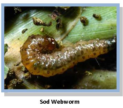 Sod Webworm