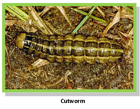 cut worm