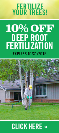 Denver-Tree-Service-Fertilization-Discount 4 Denver-Tree-Service-Fertilization-Discount 4