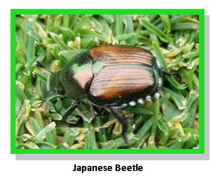 japanese beetle japanese beetle