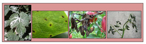 tree disease collage tree disease collage