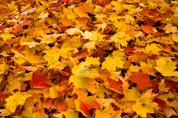 Beautiful & Colorful Fall Leaves