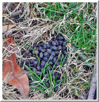 Rabbit droppings 2