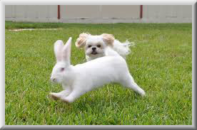 dog chasing a rabbit