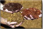 mulch hands edited 2 mulch hands edited 2