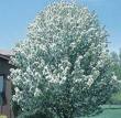 spring snow crabapple.jpg